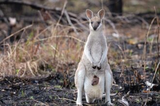 Wildlife Safety in Bushfires