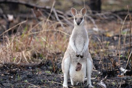 Wildlife Safety in Bushfires