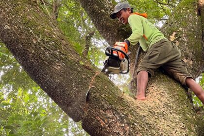 Tree Care Services