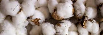 Uncovering the Organic Cotton Scam: A Three-Year Investigation