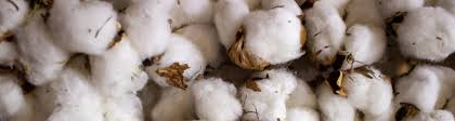 Uncovering the Organic Cotton Scam: A Three-Year Investigation