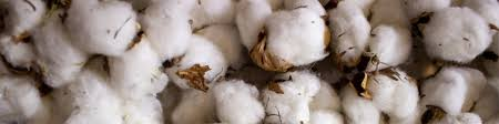 Uncovering the Organic Cotton Scam: A Three-Year Investigation